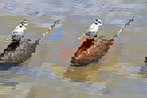 تالاب کانی‌برازان با ورود ۷ میلیون مترمکعب روان‌آب جان گرفت