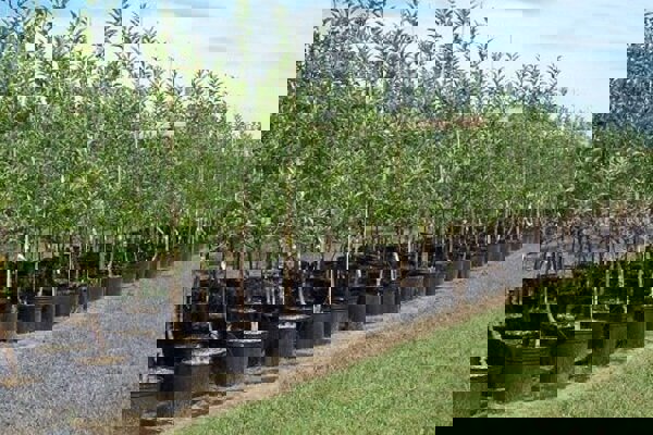 جعفرنژاد: ۳۸ نهالستان در آذربایجان شرقی فعال هستند