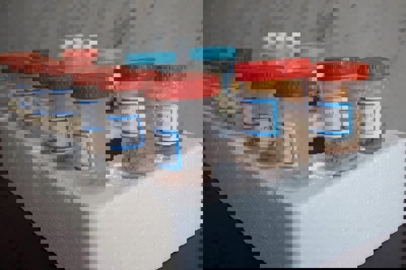 سفیدی: ۵۵ نمونه از حیات وحش اردبیل به بانک ژن ارسال شد