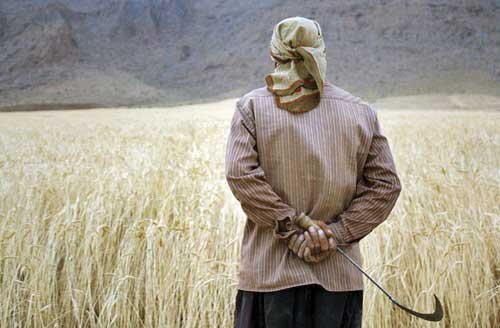 اصلاح قیمت گندم اجبار شد