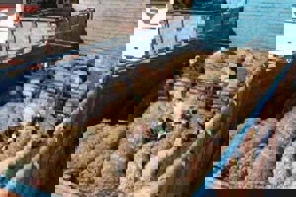 نجف زاده: ۳۲ راس دام زنده قاچاق در خوی کشف شد