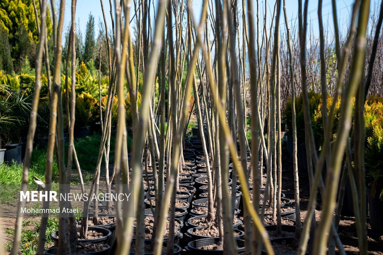 اصغری: ۷ میلیون اصله نهال در آذربایجان‌غربی تولید می شود