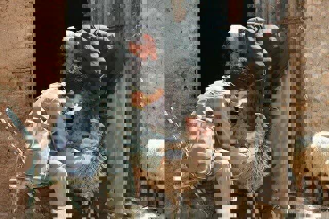 خلیل زاده: ۱۹ میلیون نوبت سر دام در آذربایجان غربی واکسینه شدند