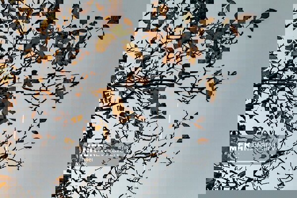 هشدار نارنجی هواشناسی آذربایجان غربی؛ باد شدید و کولاک در راه است