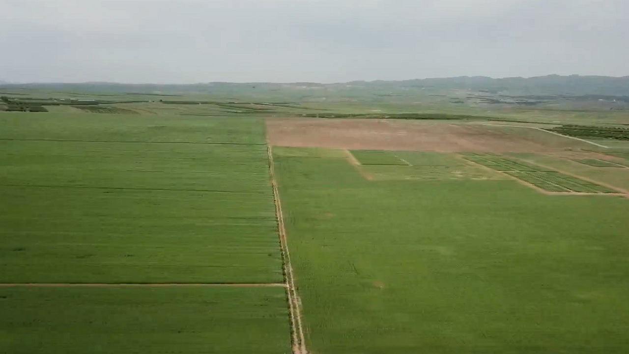 هشدار محققان موسسه دیم برای مصرف کود سرک