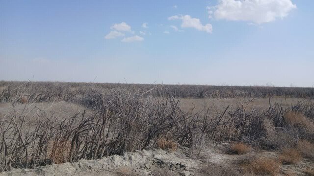 مدیرکل منابع طبیعی آذربایجان غربی: تاکنون ۴۹۰۷ بوته در سایت مرنگلو غرس شده است