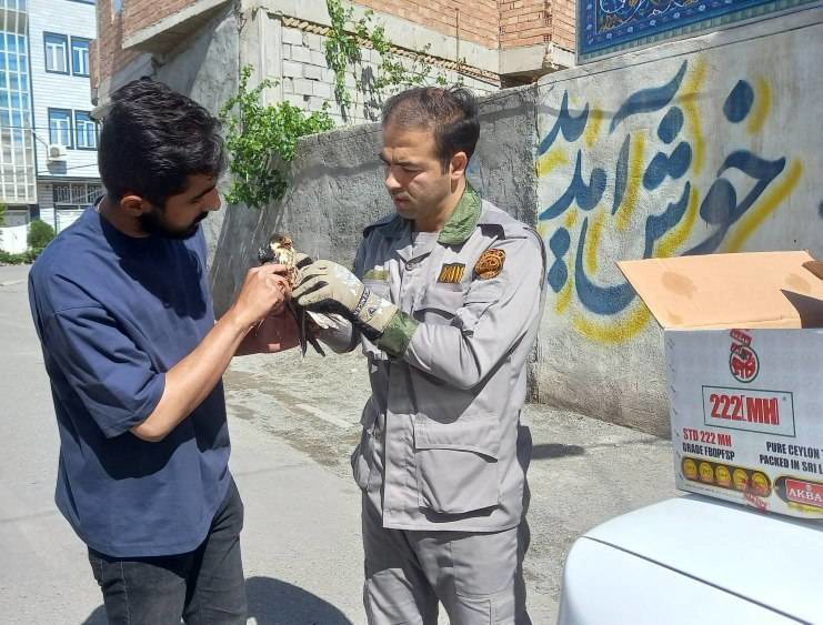 تحویل یک قطعه پرنده شکاری به اداره حفاظت محیط زیست شهرستان چایپاره