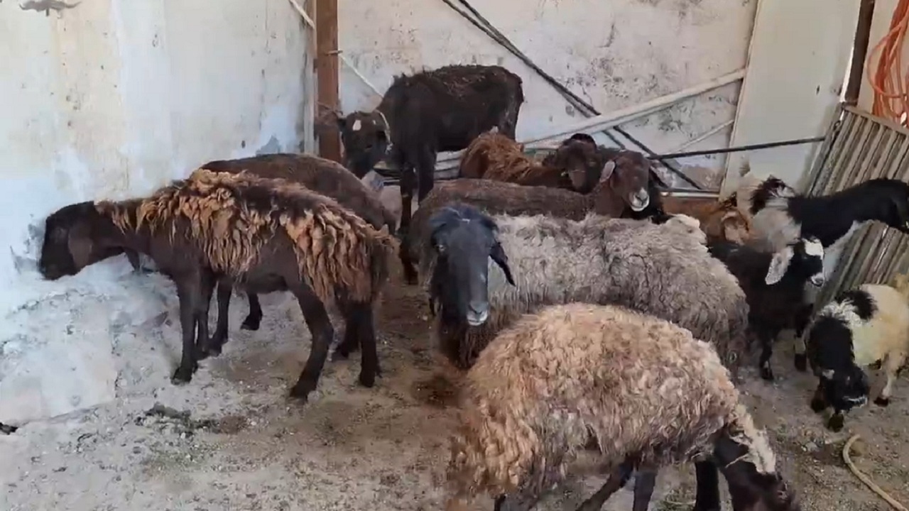 پیام آذری