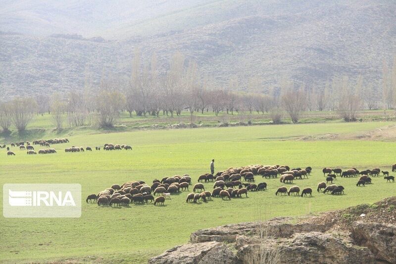 منابع طبیعی بوکان میانجی حل اختلافات اهالی سه روستا بر سرمرتع شد