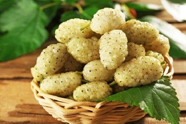 دومین جشنواره توت سفید در هوراند برگزار می‌شود