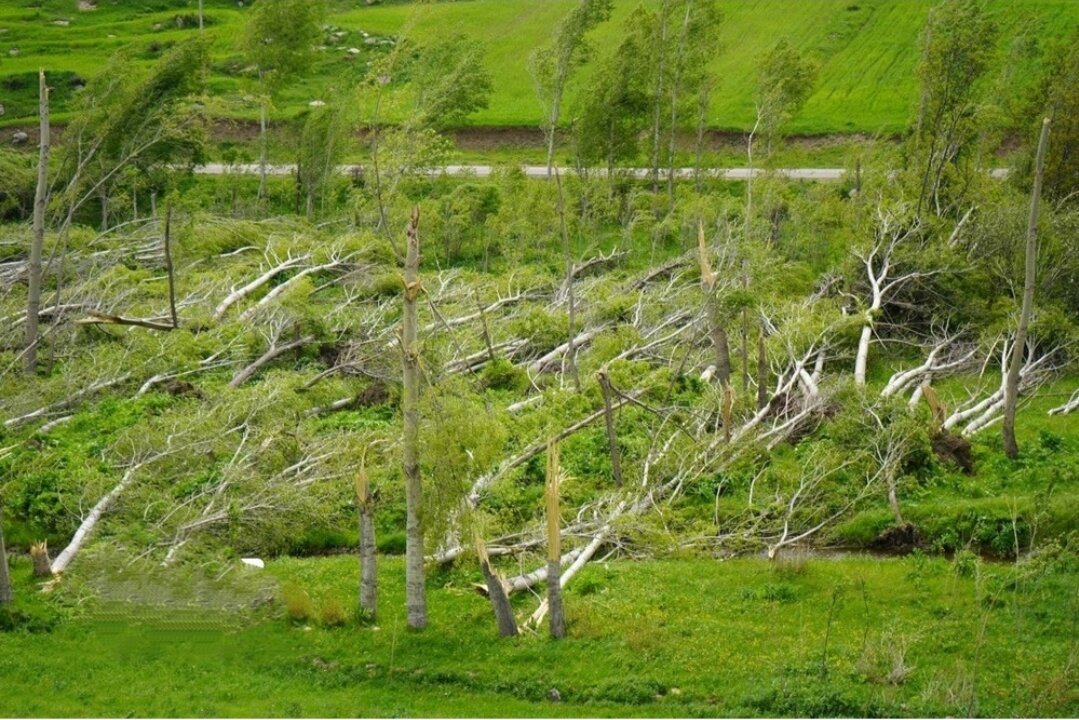 خسارات سنگین وزش باد به باغداران روستای انجرد اهر