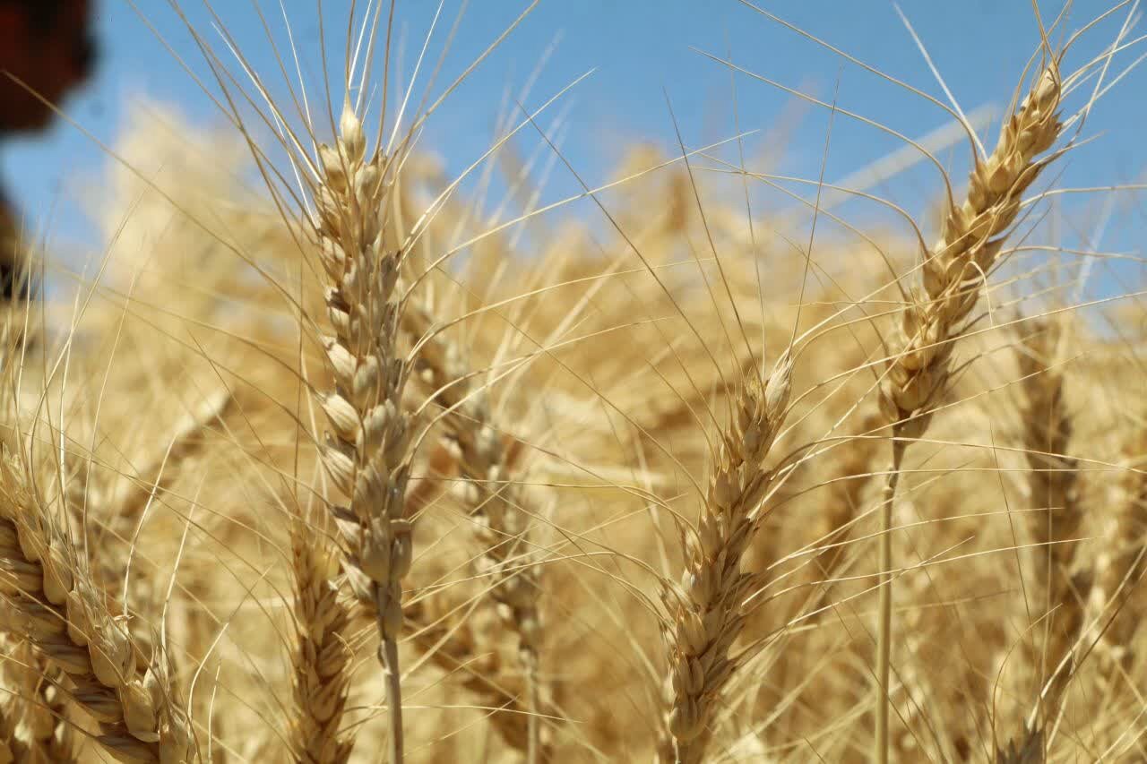 پیش‌بینی خرید تضمینی ۱۵ هزار تن گندم مازاد در مرند