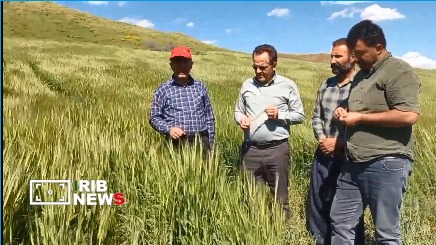 کشت چهار هزار هکتار جو در مزارع هشترود