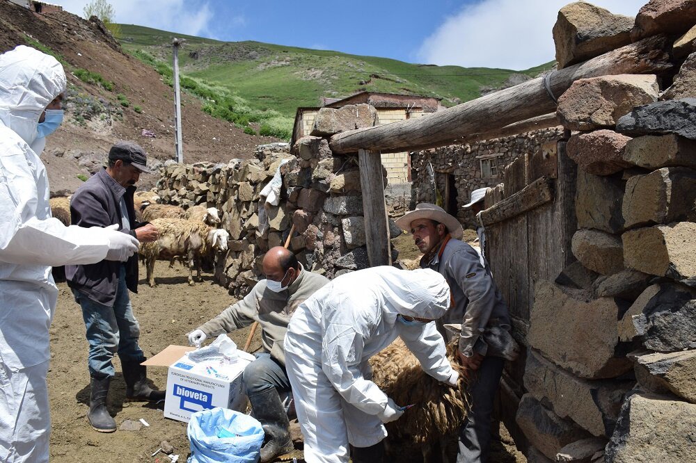 تلفات چند راس دام  مشکوک به هاری در روستای چراپای اردبیل