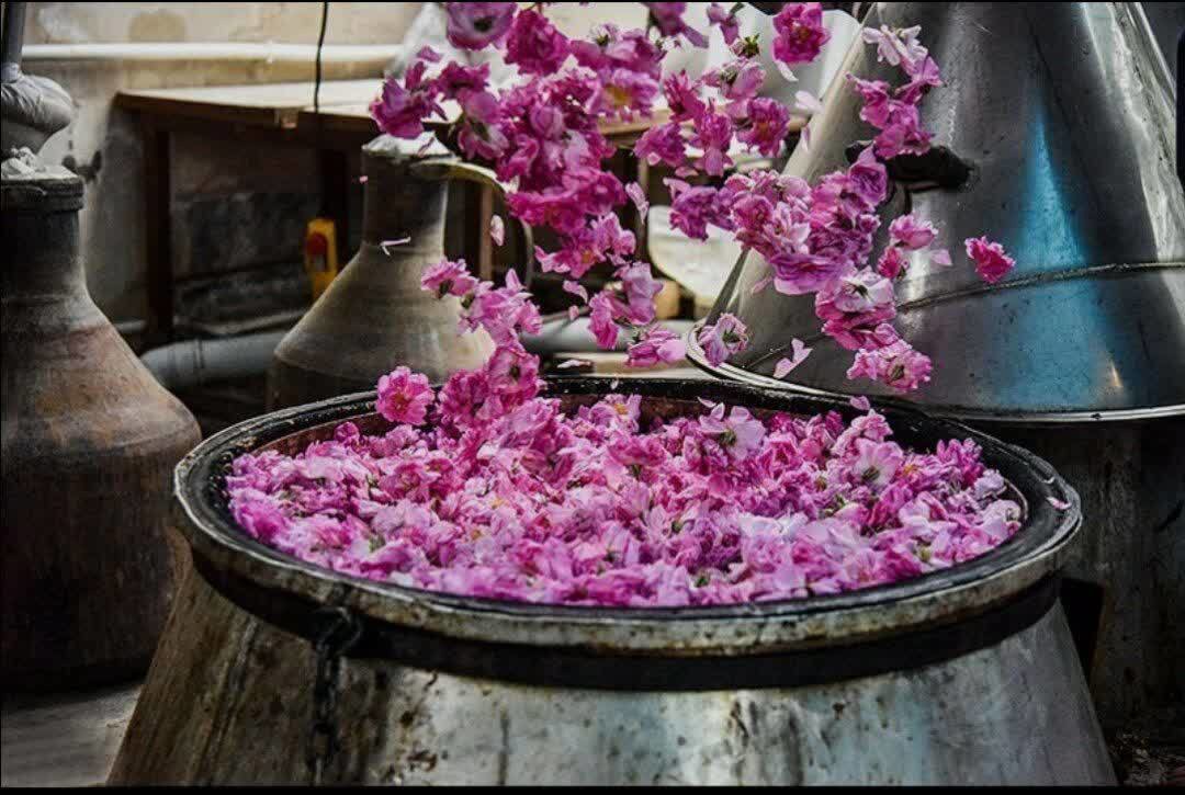 خوی میزبان ششمین دوره آیین گلاب گیری