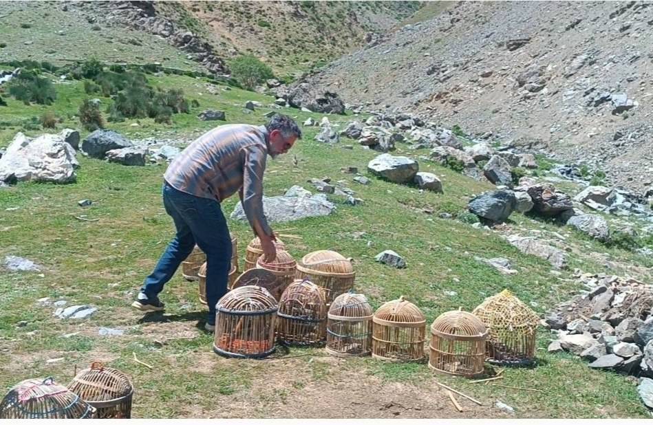 پیام آذری