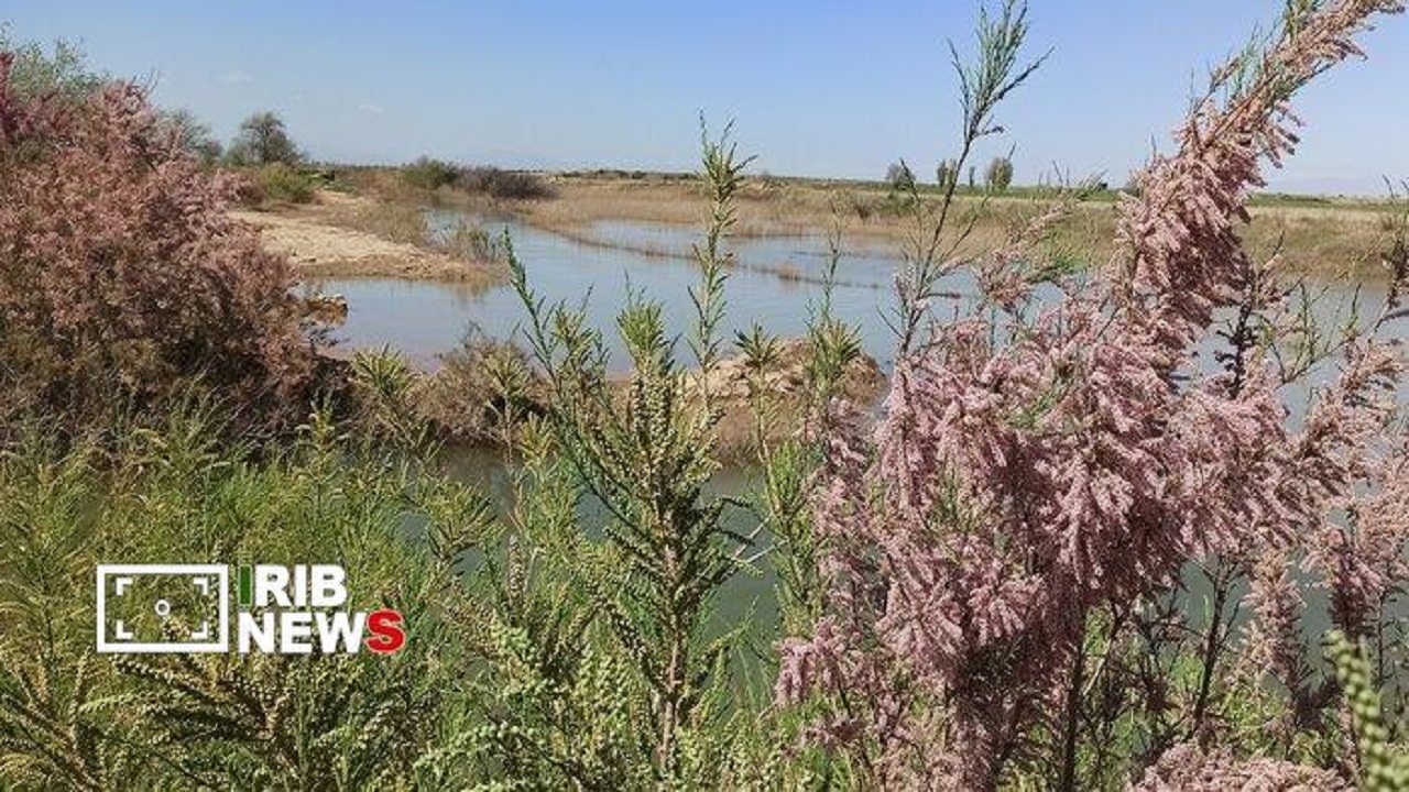 پیام آذری
