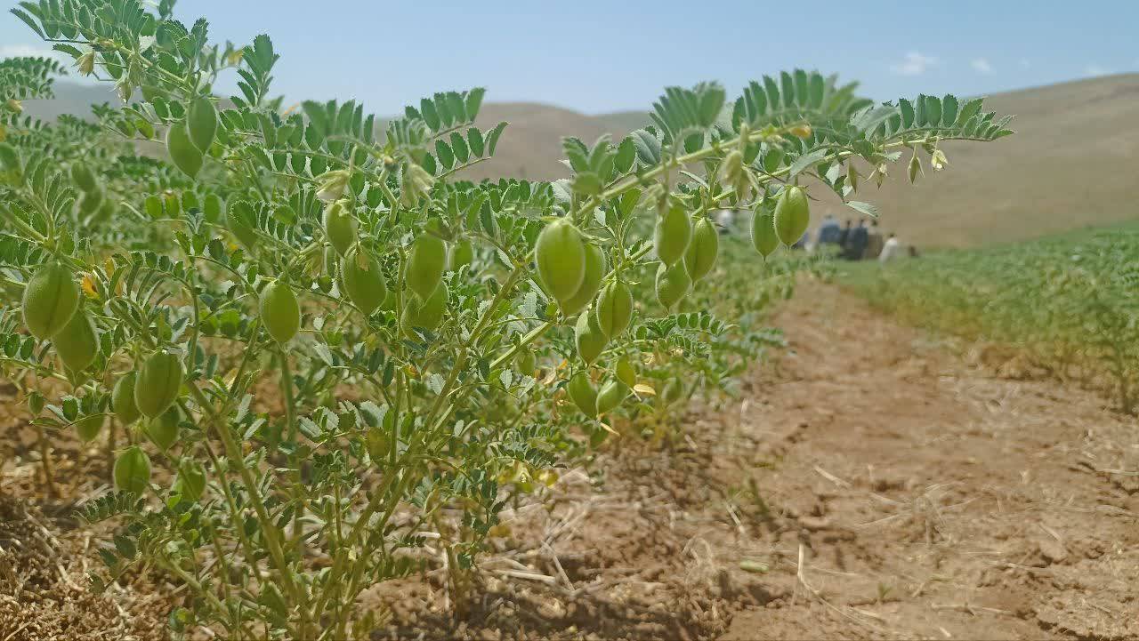 پیام آذری