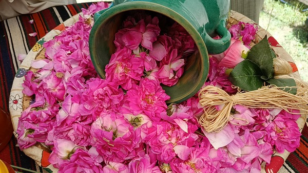 عطر ۶۵۰۰ تن گل‌محمدی از باغ‌های آذربایجان‌شرقی برخاست