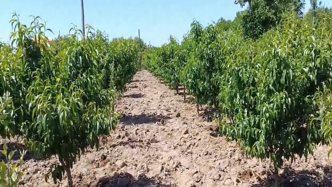 پیام آذری