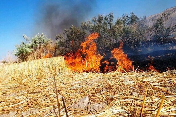 برخورد محیط بانان پارس‌آباد با ۵ نفر از عاملان سوزاندن بقایای کشاورزی
