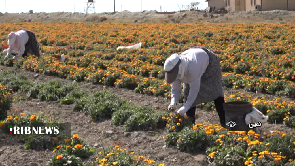 پیام آذری