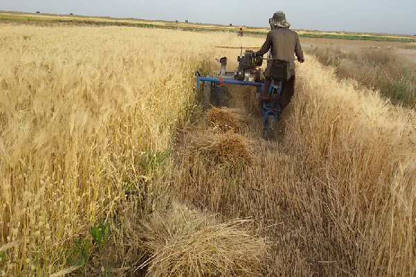 پیش‌بینی برداشت بیش از ۱۹۰ هزار تن جو از مزارع آذربایجان شرقی