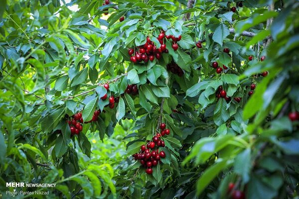 برداشت گیلاس در آذربایجان‌غربی آغاز شد؛ پیش‌بینی تولید۳۳ هزار تن محصول