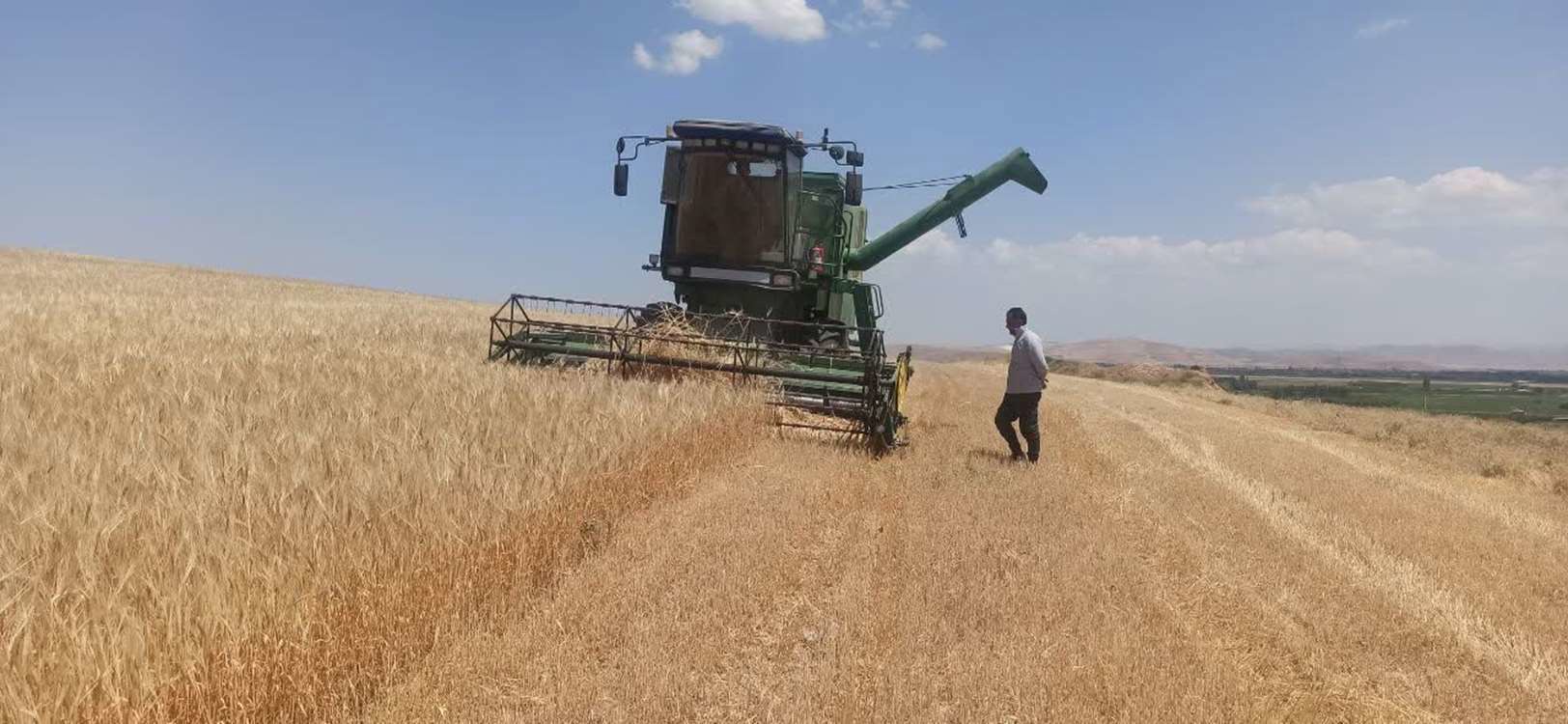 پیش‌بینی برداشت  ۱۰۵ هزار تن محصول جو در  آذربایجان‌غربی