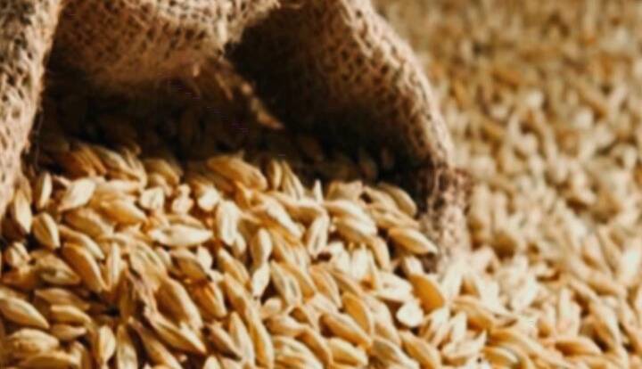 آغاز برداشت جو از ۱۲۰ هزار هکتار اراضی کشاورزی آذربایجان‌شرقی