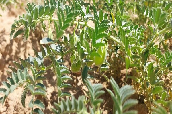 رهاسازی عامل بیولوژیک در ۵۵۰ هکتار ازمزارع نخود آذربایجان‌غربی آغاز شد