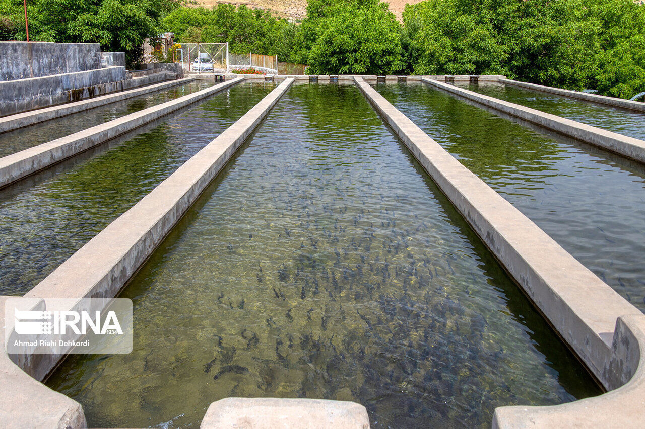 اجرای ۱۴ طرح شیلات در اردبیل آغاز شد