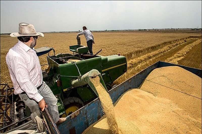 برداشت غلات و دانه‌های روغنی در آذربایجان‌غربی آغاز شد
