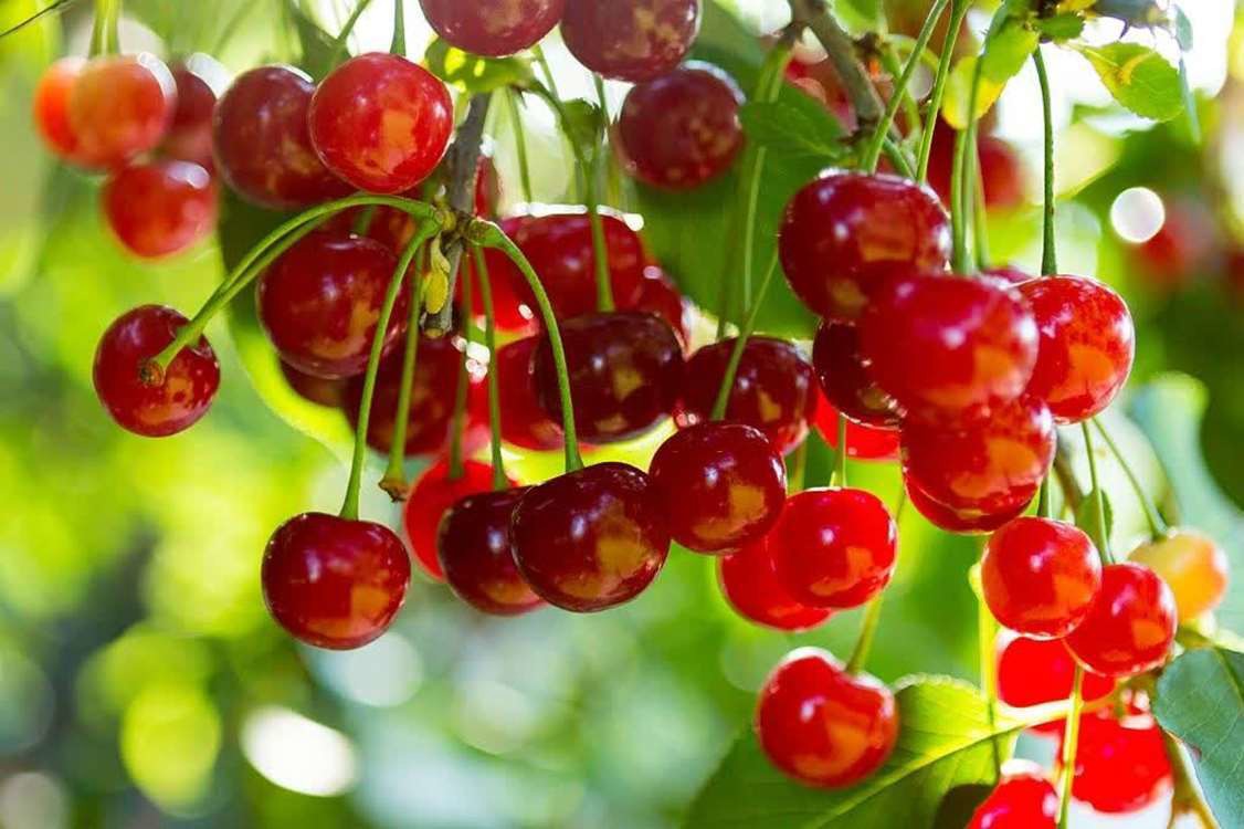 آذربایجان غربی با برداشت ۲۰ هزار تن آلبالو در جایگاه نخست کشوری