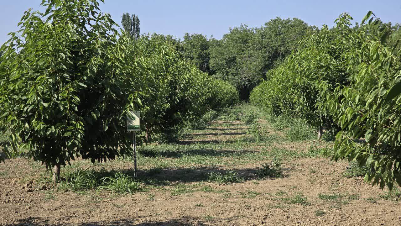 پیام آذری