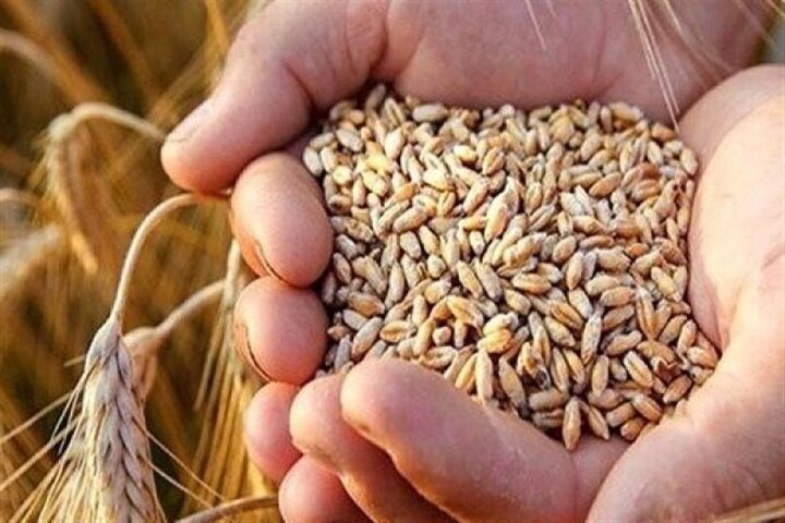 خرید ۱۵ هزار تن گندم در قالب طرح خرید تضمینی در آذربایجان‌غربی