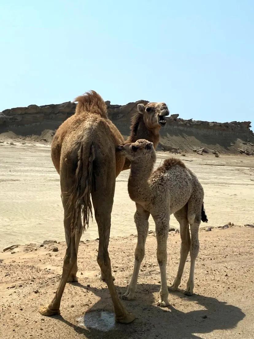 پیام آذری