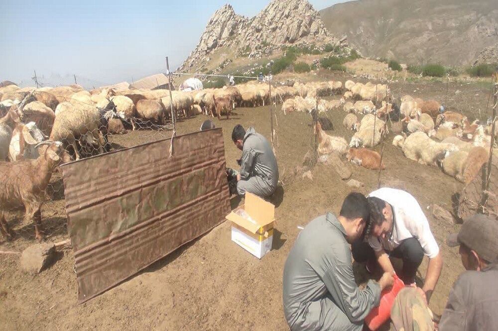 شناسایی و مهار خطر تب برفکی در ییلاقات اردبیل