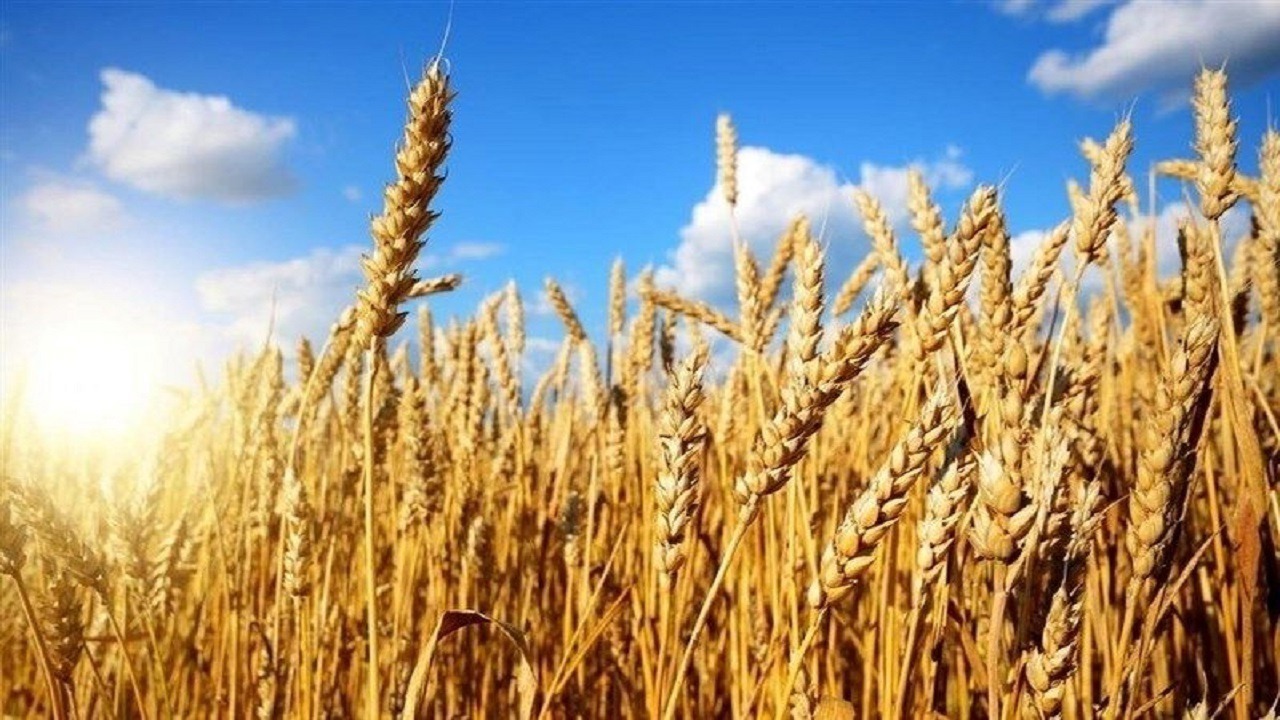 فعال شدن ۹ مرکز خرید تضمینی گندم در هشترود