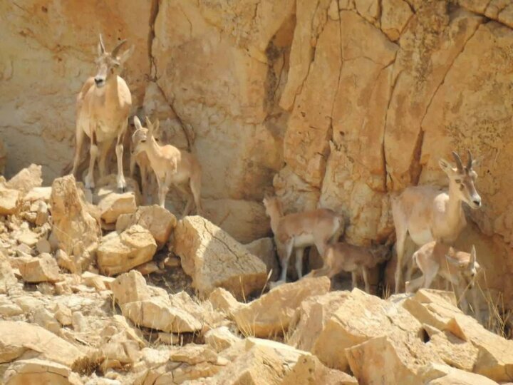 پیام آذری