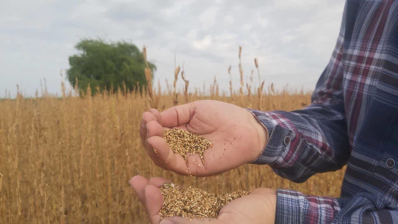پیش بینی برداشت بیش از ۸۸۰ تن دانه روغنی کنجد در آذربایجان غربی