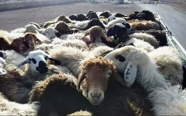 کشف و توقیف ۲۷۱ رأس دام قاچاق در ارتفاعات مرزی آذربایجان غربی