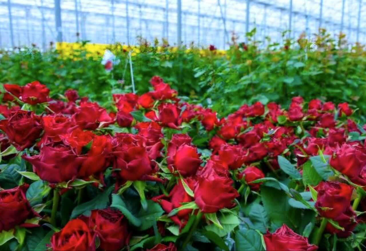 رشد ۳۰ درصدی تولید گل و گیاهان زینتی در آذربایجان‌غربی