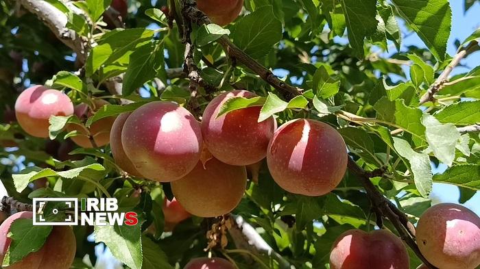 پیام آذری