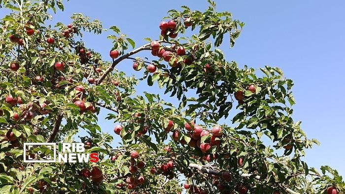 پیام آذری