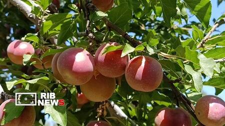 پیام آذری