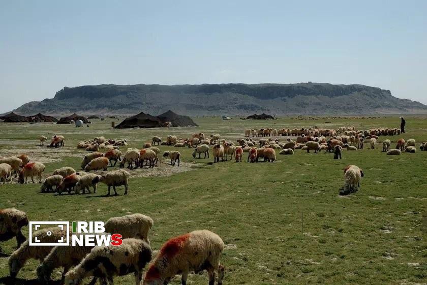 پرداخت یک میلیارد تومان زکات به همّت عشایر سهند