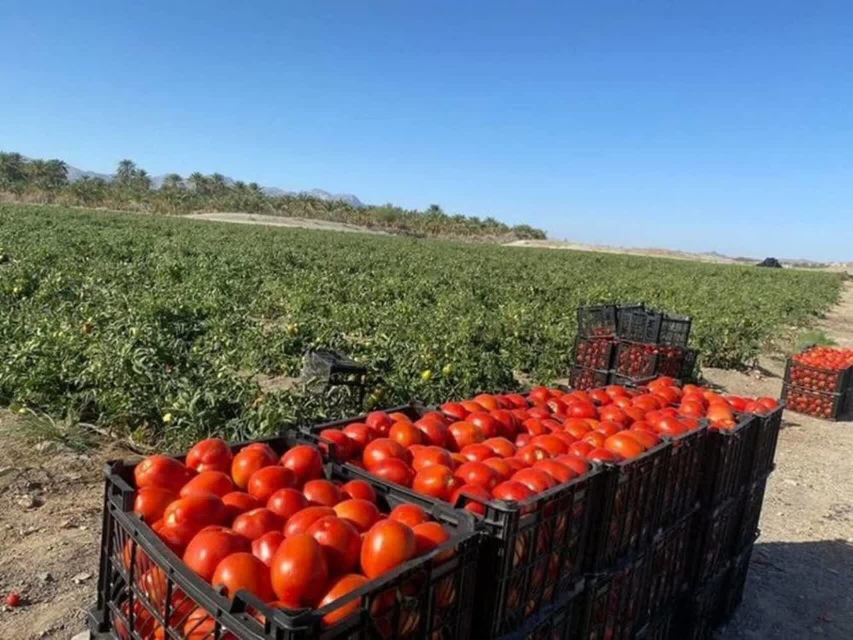 پیش‌بینی برداشت بیش از ۲۴۶ هزار تن گوجه‌فرنگی در آذربایجان‌غربی