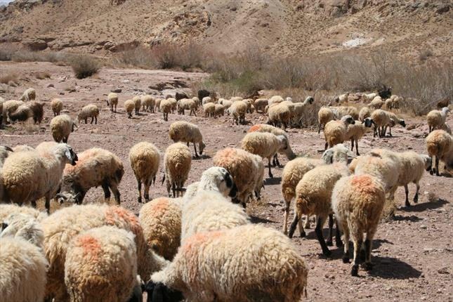 برملا شدن راز دوستی سارقان با چوپانان گله در سیرجان | آخرین خبر