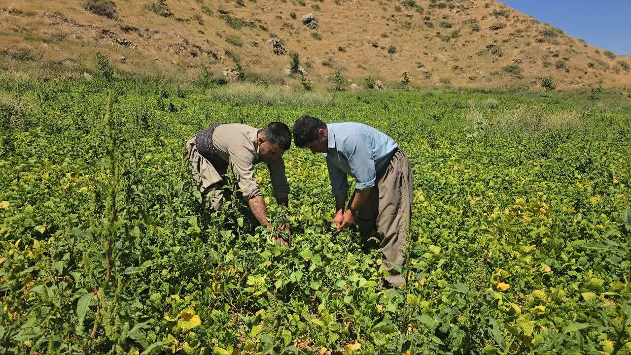 آغاز کشت یکپارچه لوبیا در ۱۰۰ هکتار از اراضی سردشت